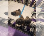 Small #2 Breeder Profile image