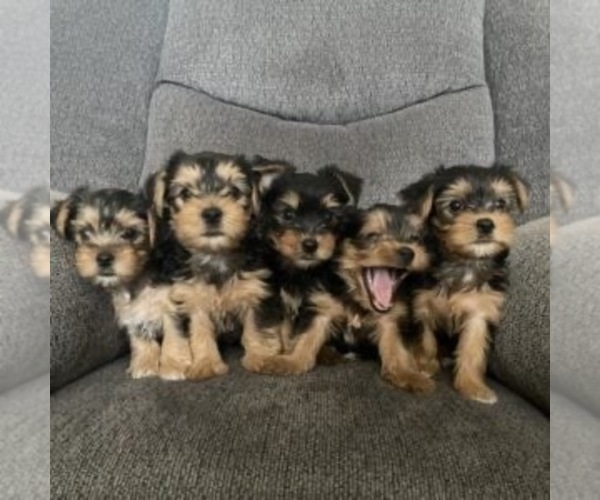 Medium Photo #1  Breeder Profile in HEMET, CA, USA
