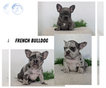 Small Photo #13  Breeder Profile in GOSHEN, IN, USA