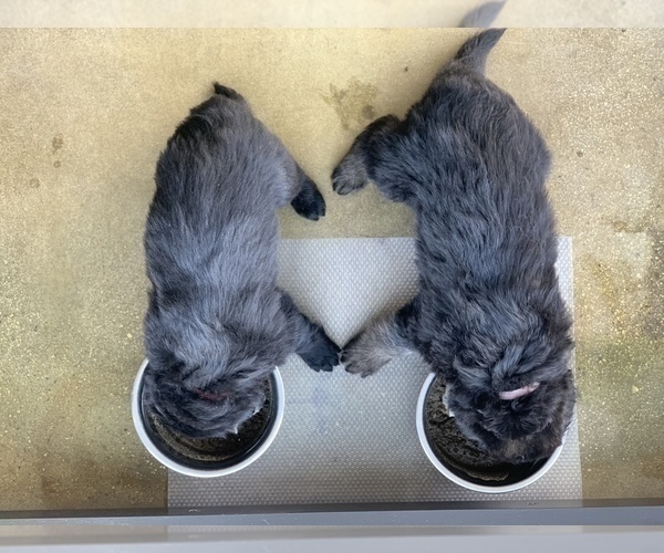 Medium Photo #86  Breeder Profile in PINON HILLS, CA, USA