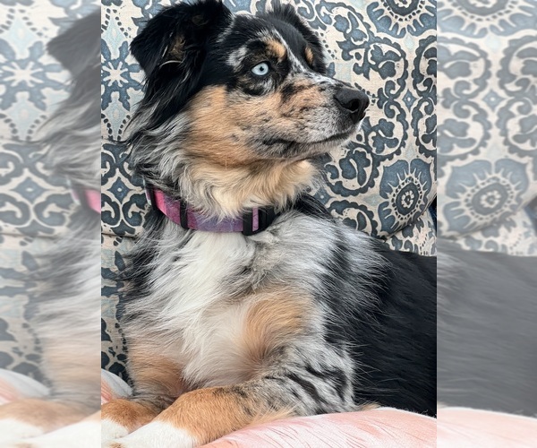 Medium Photo #14  Breeder Profile in SHIOCTON, WI, USA