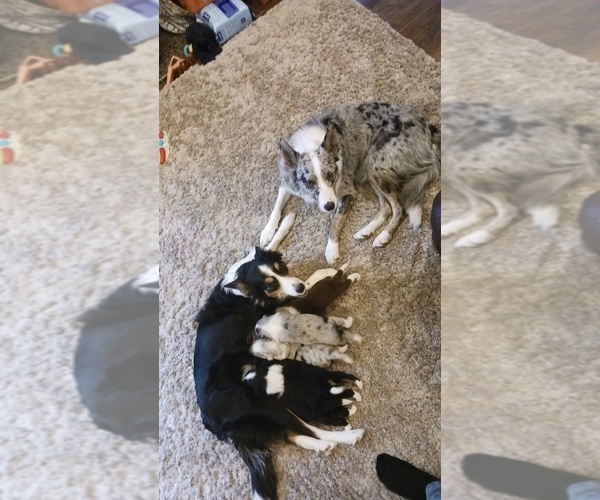 Medium Photo #1  Breeder Profile in LOUISVILLE, KY, USA