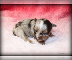 Small #1 Breeder Profile image