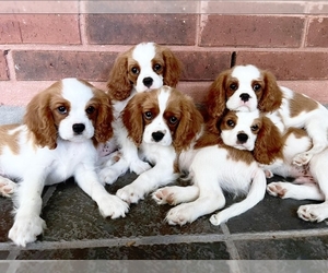 Cavalier King Charles Spaniel Dog Breeder near ARANSAS PASS, TX, USA