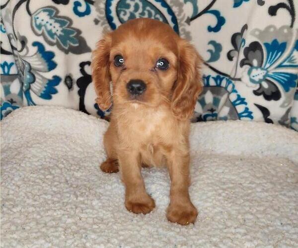 Medium Photo #13  Breeder Profile in LEWISBURG, KY, USA