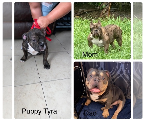 Medium Photo #1  Breeder Profile in LAKE WORTH, FL, USA