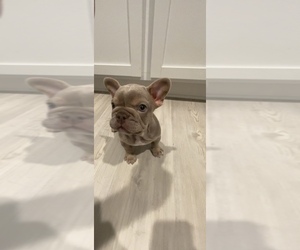 French Bulldog Dog Breeder near HUMBLE, TX, USA