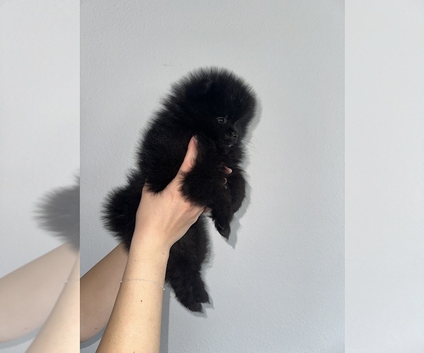Medium Photo #5  Breeder Profile in FERNDALE, WA, USA