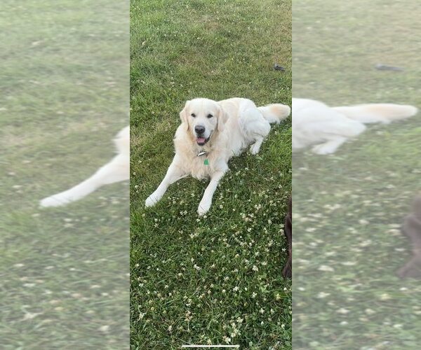 Medium Photo #18  Breeder Profile in AUSTIN, IN, USA