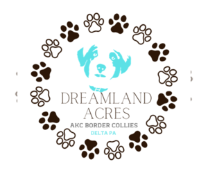 Border Collie Dog Breeder near DELTA, PA, USA