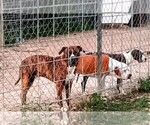Small Photo #35  Breeder Profile in TOMBALL, TX, USA