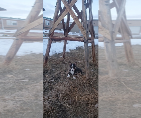 Medium Photo #1  Breeder Profile in BROADUS, MT, USA