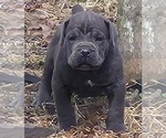 Small #6 Breeder Profile image