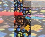 Small #204 Breeder Profile image