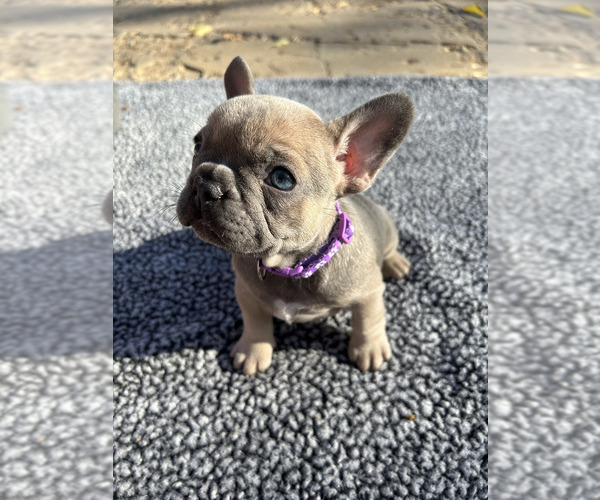 Medium Photo #3  Breeder Profile in AMARILLO, TX, USA