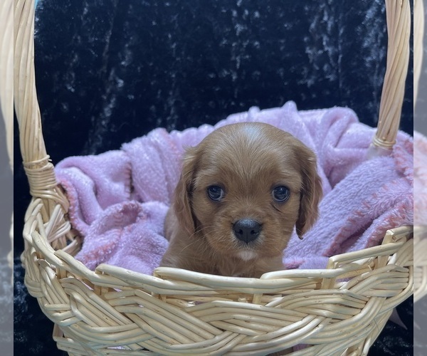 Medium Photo #1  Breeder Profile in Airdrie, Alberta, Canada