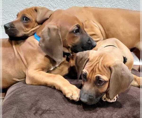 Medium Photo #1  Breeder Profile in SAN ANTONIO, TX, USA