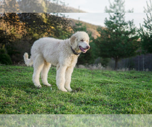 Main photo of Komondor-Poodle (Standard) Mix Dog Breeder near BLACK MOUNTAIN, NC, USA