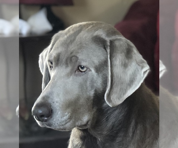 Medium Photo #1  Breeder Profile in FLATGAP, KY, USA