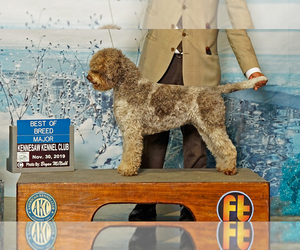 Lagotto Romagnolo Dog Breeder near LYNDEN, WA, USA