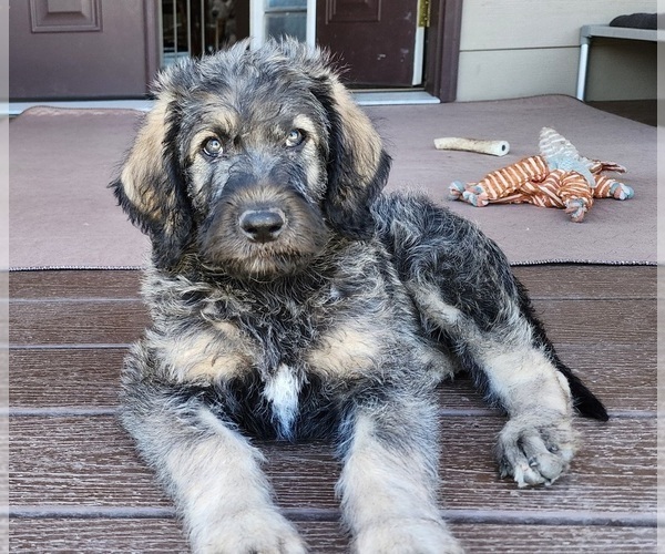 Medium Photo #14  Breeder Profile in CEDAREDGE, CO, USA