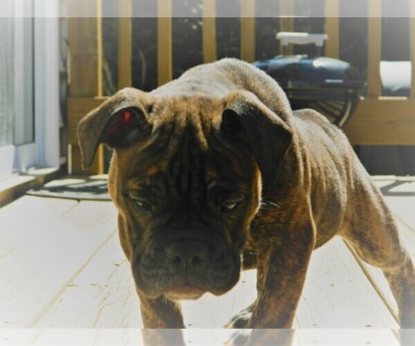 Medium Photo #1  Breeder Profile in CHARLOTTE, NC, USA