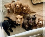 Small Photo #2  Breeder Profile in FRIENDSWOOD, TX, USA
