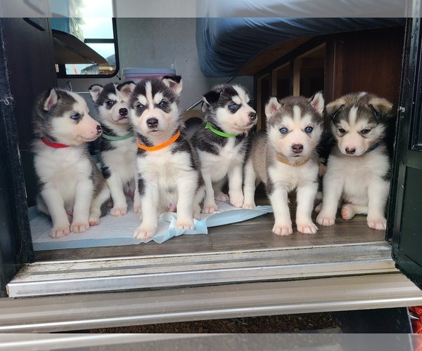 Medium Photo #1  Breeder Profile in GRAPEVIEW, WA, USA