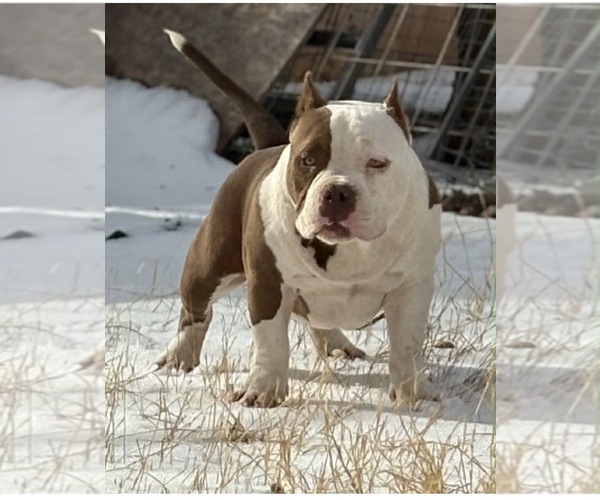 Medium Photo #5  Breeder Profile in ABILENE, TX, USA