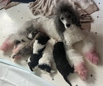 Small breeder photo