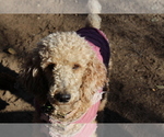 Small #3 Breeder Profile image