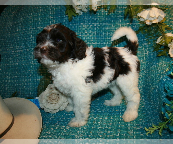 Medium Photo #1  Breeder Profile in TEMPLETON, CA, USA
