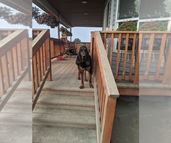 Medium Photo #1  Breeder Profile in JEROME, ID, USA