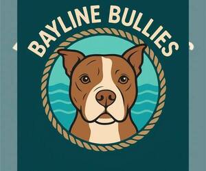American Bully Dog Breeder near NORFOLK, VA, USA