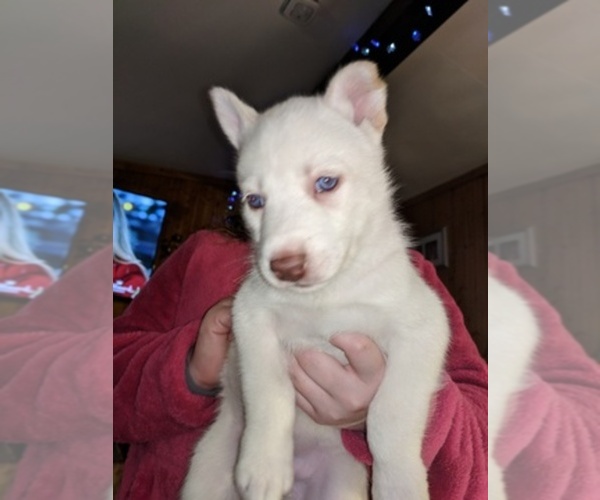 Medium Photo #1  Breeder Profile in RUSHVILLE, IN, USA
