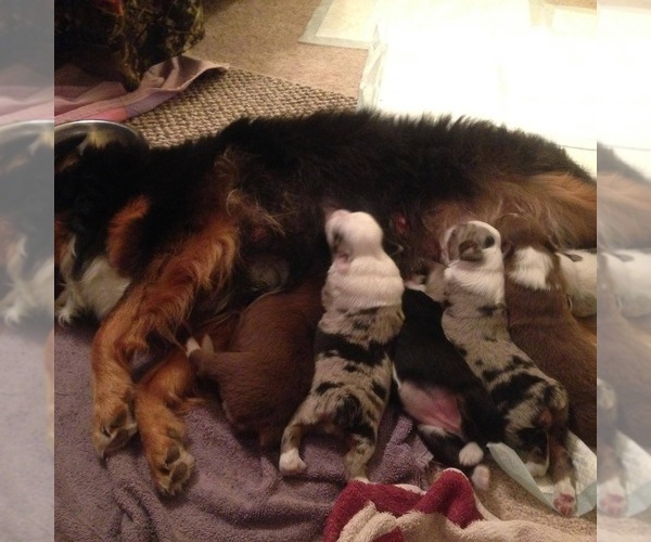 Medium Photo #1  Breeder Profile in GULF BREEZE, FL, USA