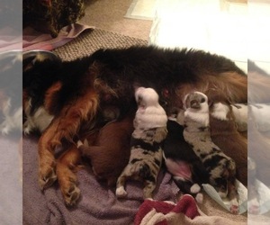 Miniature American Shepherd Dog Breeder near GULF BREEZE, FL, USA