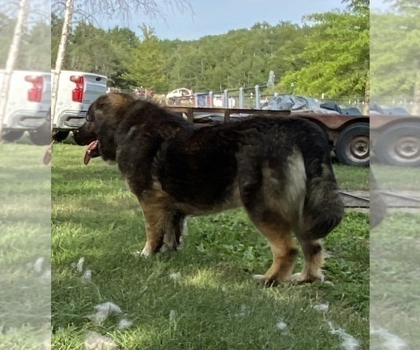 Medium Photo #3  Breeder Profile in TWINING, MI, USA