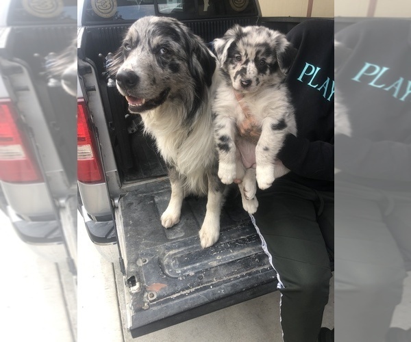 Medium Photo #91  Breeder Profile in SUNNYVALE, CA, USA
