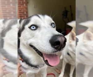 Main photo of Siberian Husky Dog Breeder near KENSINGTON, MD, USA