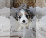 Small #4 Breeder Profile image
