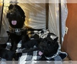 Small breeder photo