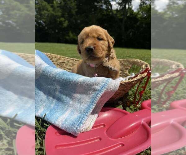 Medium Photo #67  Breeder Profile in HARRISON, OH, USA