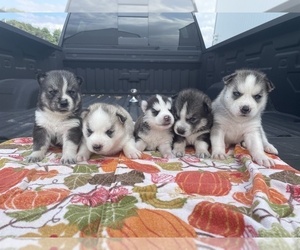 Siberian Husky Dog Breeder near OKAWVILLE, IL, USA