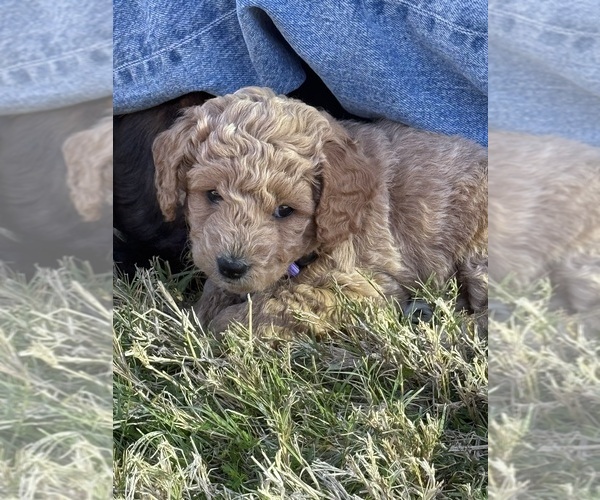 Medium Photo #18  Breeder Profile in SPICEWOOD, TX, USA