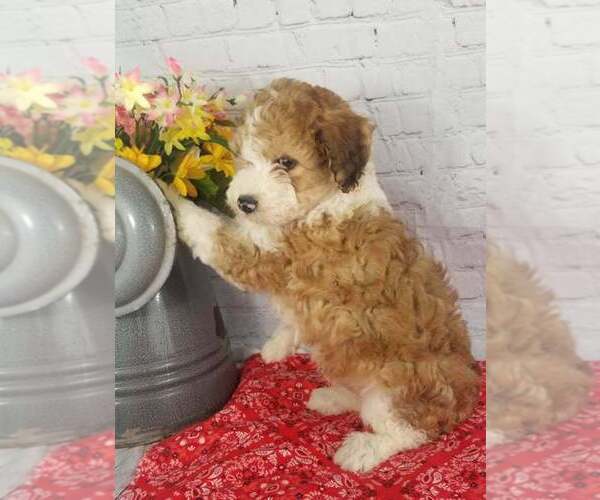 Medium Photo #1  Breeder Profile in MILLER, MO, USA