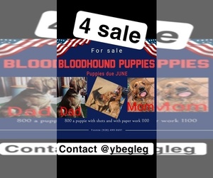 Bloodhound Dog Breeder near CHINO VALLEY, AZ, USA