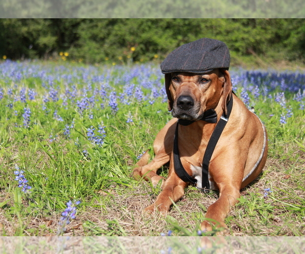Medium Photo #9  Breeder Profile in CALDWELL, TX, USA