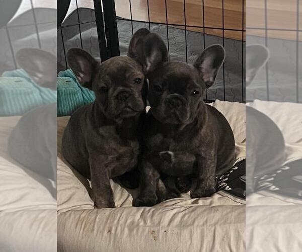 Medium Photo #1  Breeder Profile in EVERETT, WA, USA