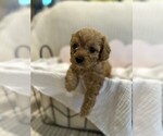 Small #8 Breeder Profile image